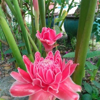 Cây giống hoa Đa Lộc - Sen đất, rễ trần