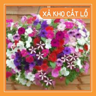 sale lớn chào đón khách hàng Hạt giống Hoa Dạ Yến Thảo S100 Hạt chất lượng cao
