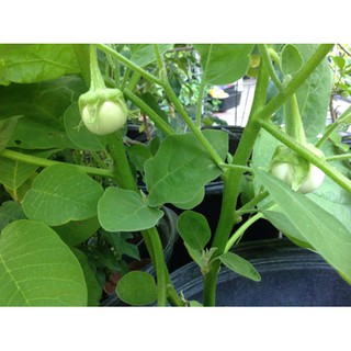 Hạt Giống Cà Pháo Trắng
