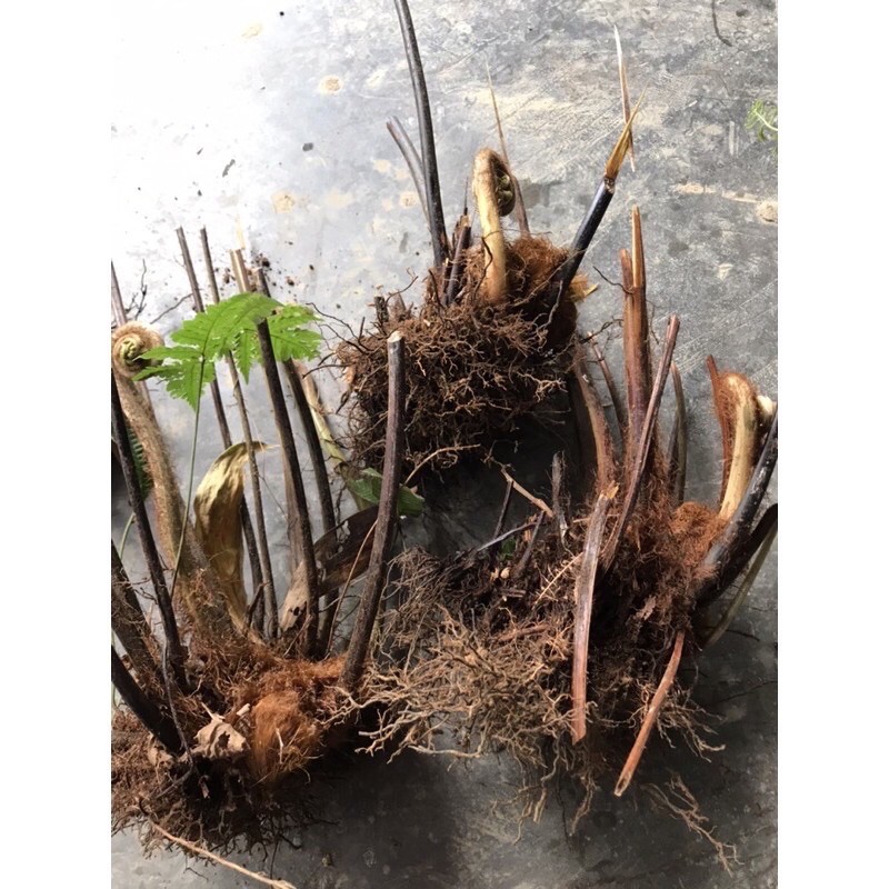 🍀HÀNG ĐẸP🍀Dương xỉ culi chơi cảnh