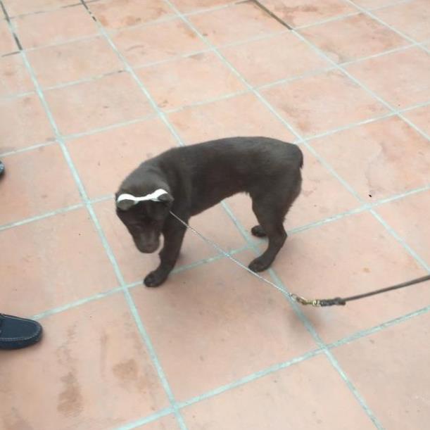 Bộ dán tai, nẹp tai, dựng tai,hỗ trợ lên tai cho mọi giống chó