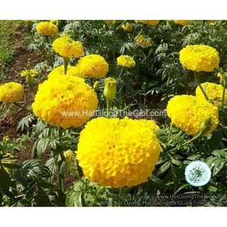 1GR 300.HẠT Hạt Giống Hoa Cúc Vạn Thọ Cao Vàng Sai Bông F1 TG71 (| -KD: B33*V75)