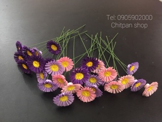Chậu hoa thạch thảo giấy chitpan