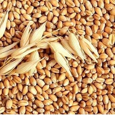Lúa Mì dinh dưỡng cho hamster