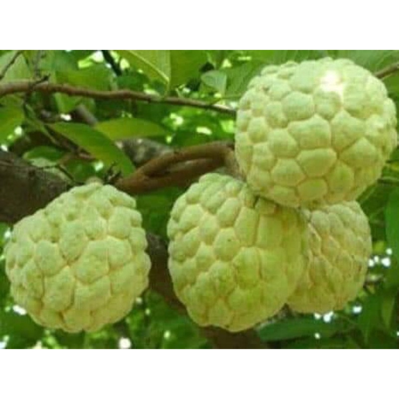 CÂY NA DAI THÁI , NA DỨA 1 năm cho quả 600g-900g/quả CÂY GIỐNG ẢNH THẬT