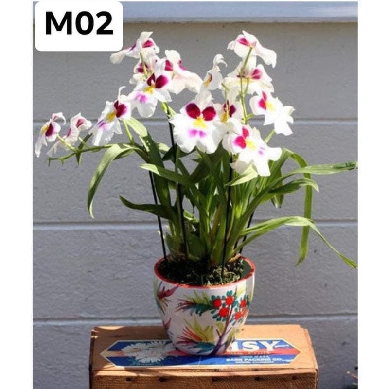 Hoa Lan vũ nữ HOA TẾT kèm phân