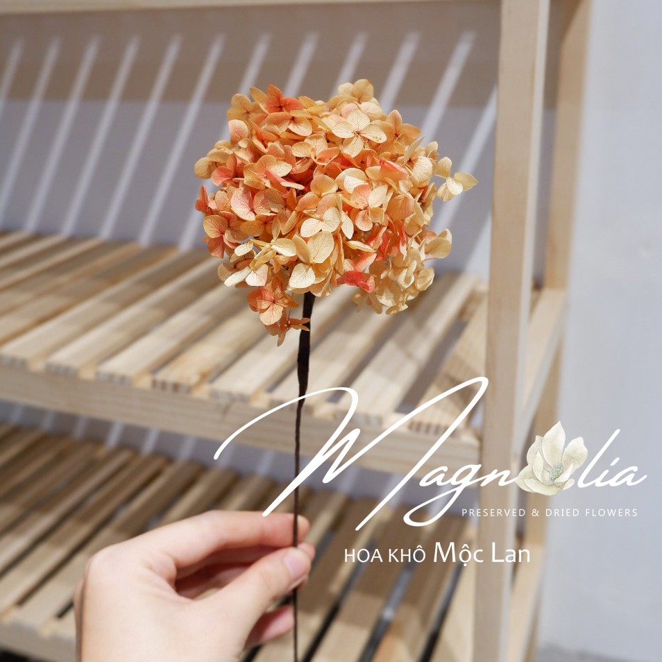 Hoa khô 🍁FREESHIP🍁 Hoa Cẩm Tú Cầu khô nhiều màu đẹp mê mẩn