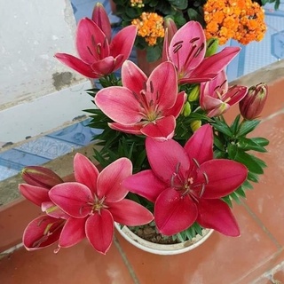 Củ ly lùn Hà Lan sai hoa đủ màu