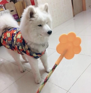 Roi huấn luyện cún cưng👍🏻😉