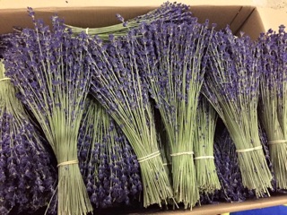 Combo sỉ hoa lavender thỏ ngọc