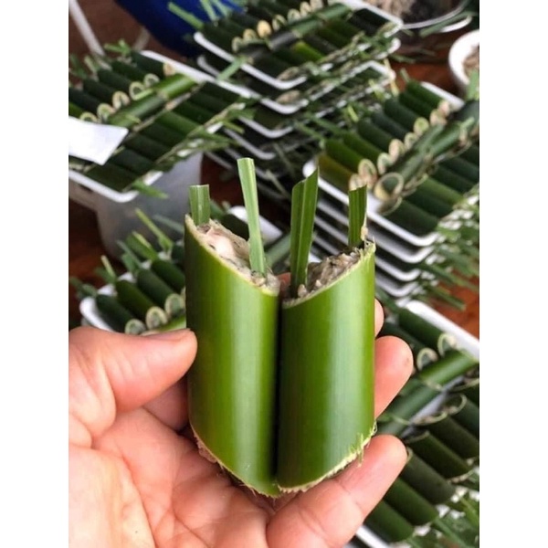 HẢ ỐC NHỒI ỐNG LAM