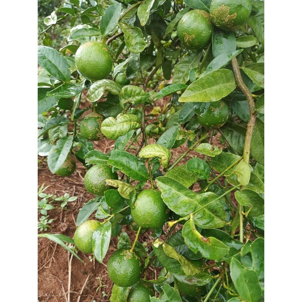 CHANH SẠCH CHUẨN HỮU CƠ  1KG