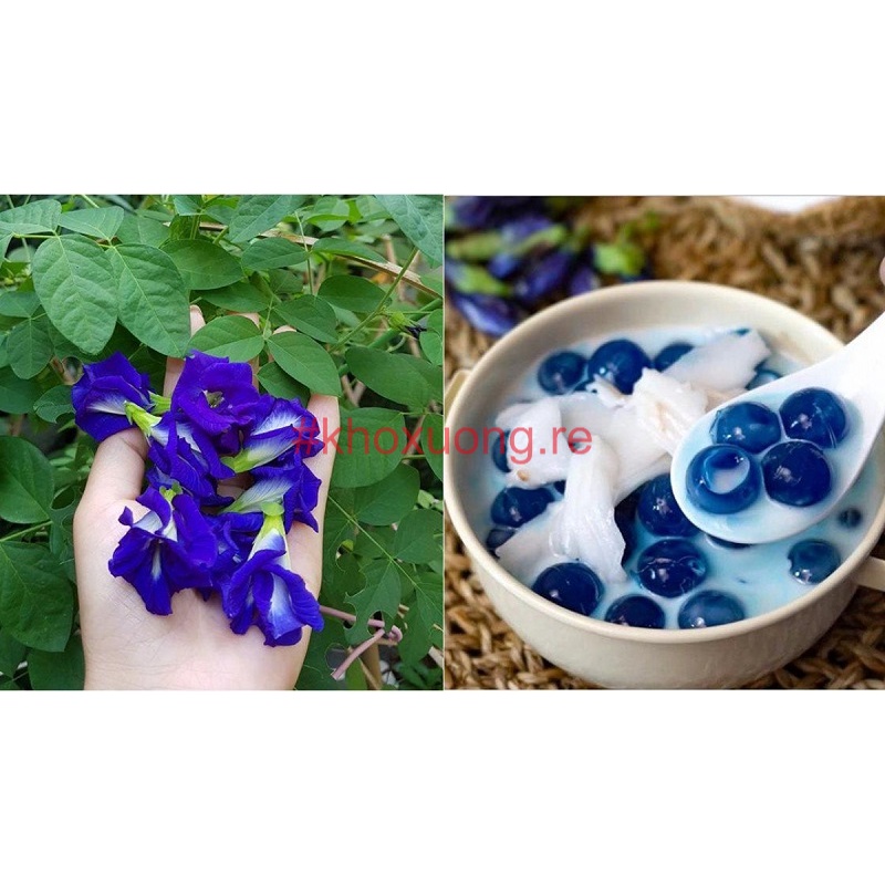 Hạt Giống Hoa Đậu Biếc, Hoa Đậu Tím, Hoa Bông Tím F1 (Hạt giống tốt nãy mầm 95% - túi 20 hạt)