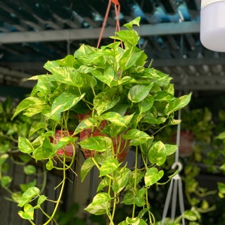 Cây Vạn Niên Thanh(Chậu Treo)