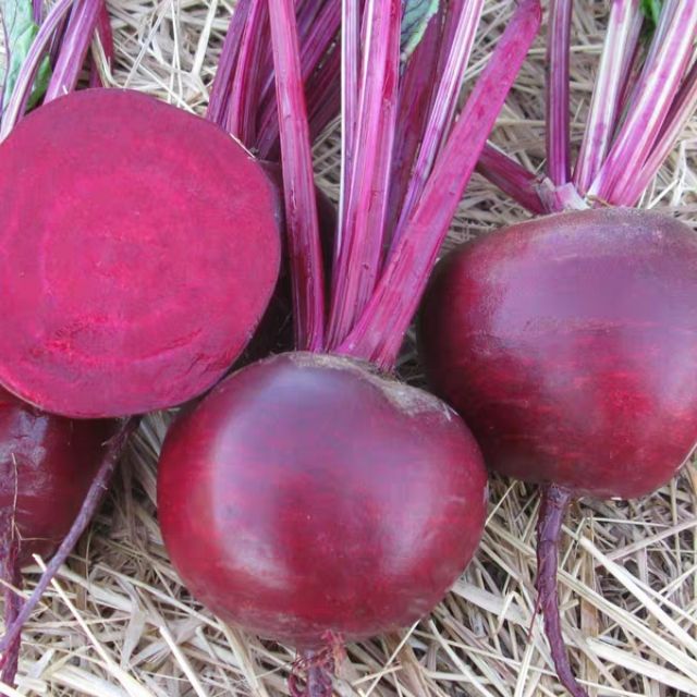 5gr hạt giống củ dền