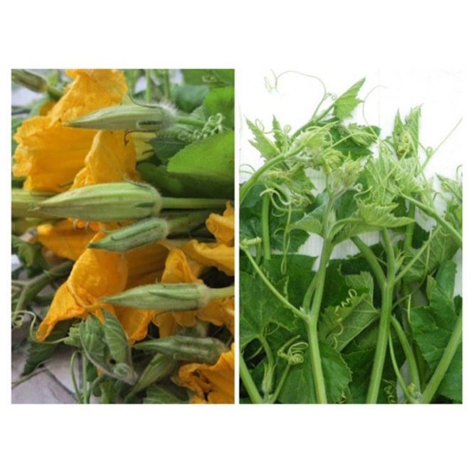 HẠT GIỐNG BÍ NGỌN ĂN BÔNG - GÓI 10 GRAM