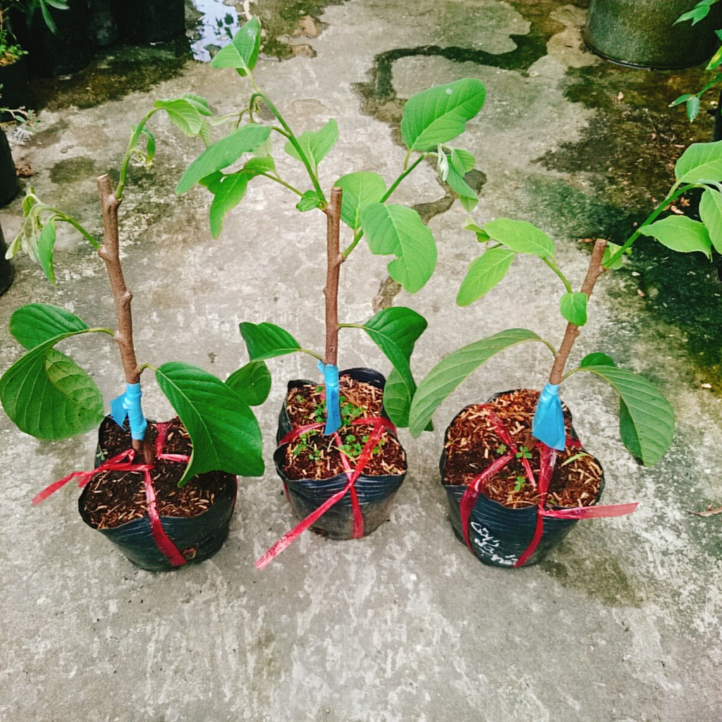 Cây Na thái - Na Xiêm - cho trái siêu to khổng lồ