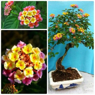 [GIÁ GỐC] Hạt Giống Hoa Ngũ Sắc - 20 hạt