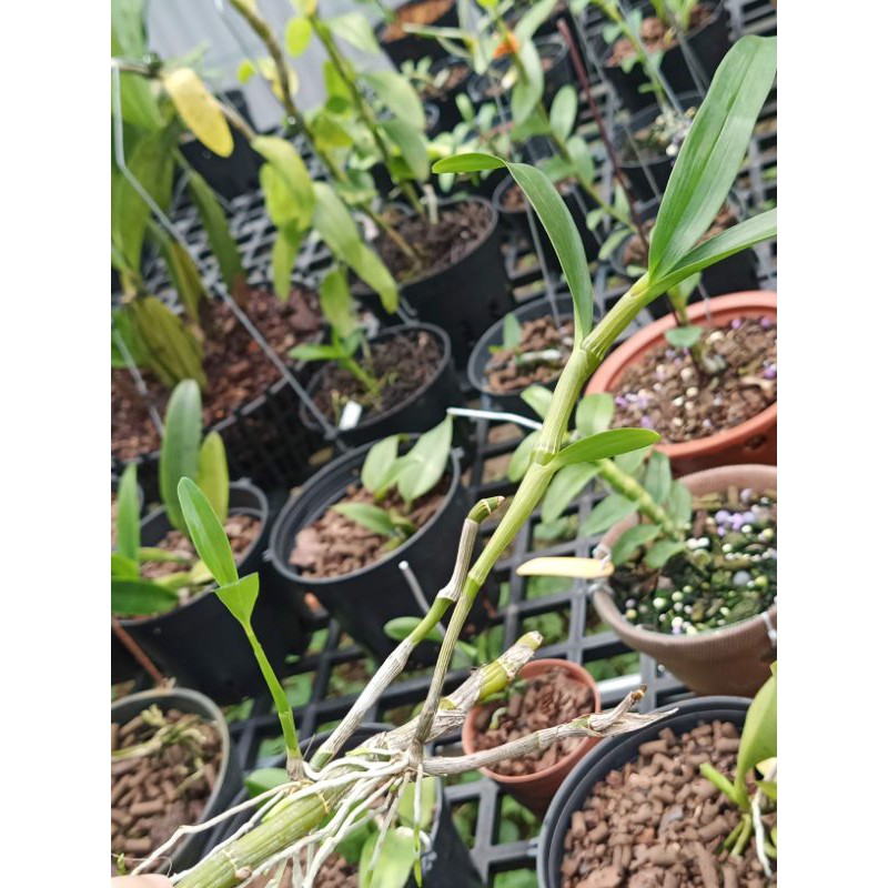 Kie giống lan Dendro xuân