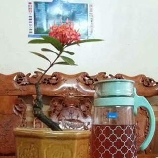 Combo 5kg gạo lứt+ đậu đen lòng xanh