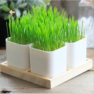 Bộ trồng cây ecoey sinh học - tự làm chậu trồng cây ecoey cỏ lúa mì - kèm hạt giống và đất