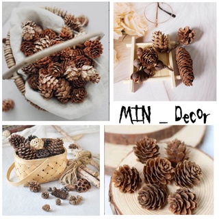 TRÁI THÔNG KHÔ VÀ LÁ KHÔ MỘC MẠC (Phụ kiên chụp anh, decor )