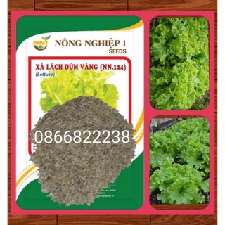 Xà lách Xoăn Đà Lạt. Siêu Mập Siêu Ngon. Năng Xuất Giòn Ngọt