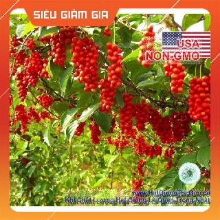 3h Hạt Giống Quả Ngũ Vị - Five Flavor Berry (Schisandra) HCT