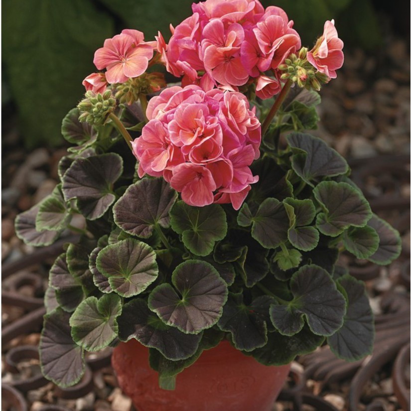 HẠT GIỐNG HOA PHONG LỮ THẢO NHIỀU MÀU (Geraniums) F1 Nhập Khẩu - 10 hạt