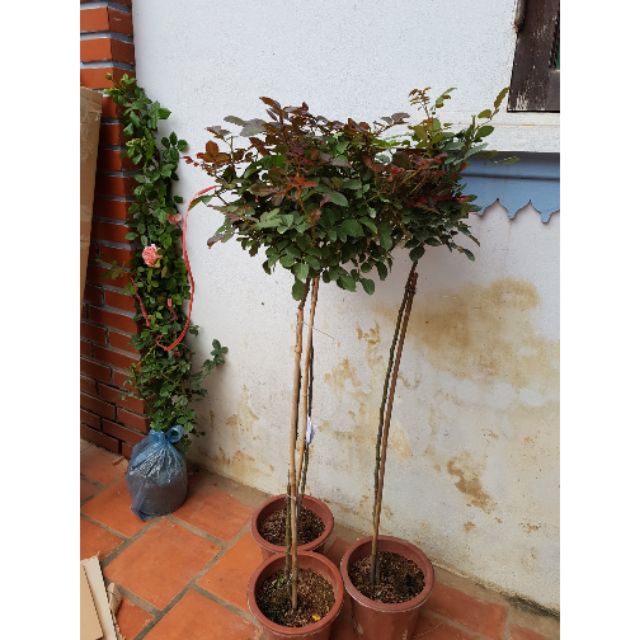 Combo 2 cây hoa hồng tree thân gỗ