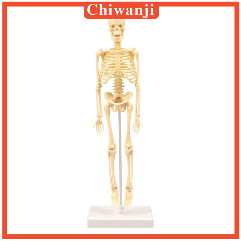 Mô hình giải phẫu cơ thể người dùng để trưng bày chuyên dụng chất lượng cao