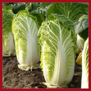 Hạt giống Cải Thảo lai F1 (1g)