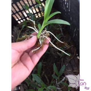 Phong lan trầm rừng tím siêu rẻ