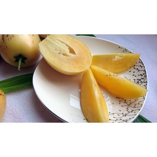 GÓI 20 HẠT GIỐNG DƯA HẤU PEPINO luckyseed hạt siêu rẻ