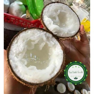 Dừa Sáp Bi Cầu Kè Đặc Ruột