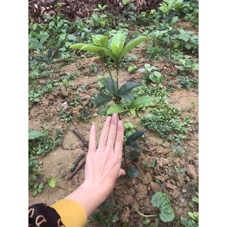 Cây mộc ta cao 35-40cm