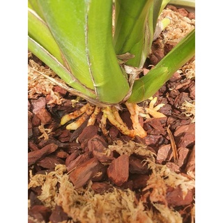AUXIN siêu kích rễ cho lan