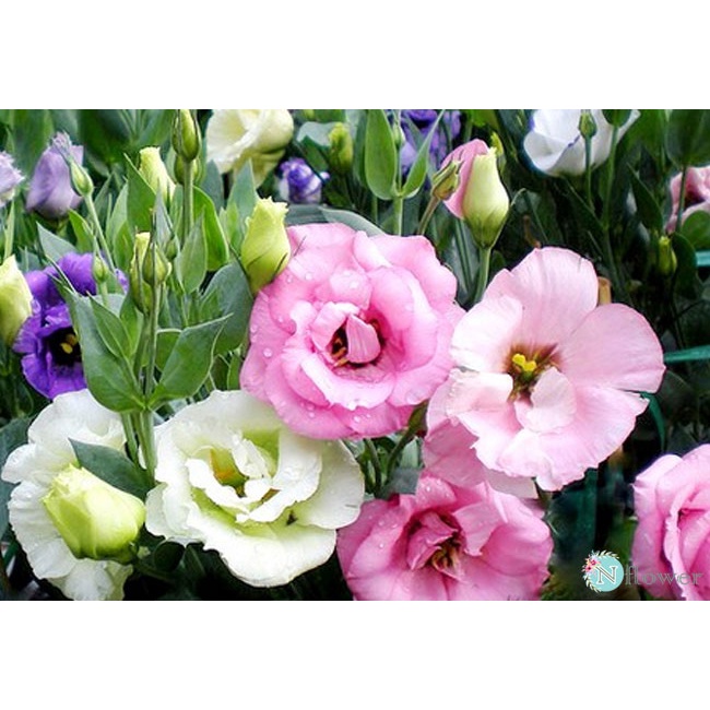 Hạt giống hoa cát tường đủ màu siêu hoa F1