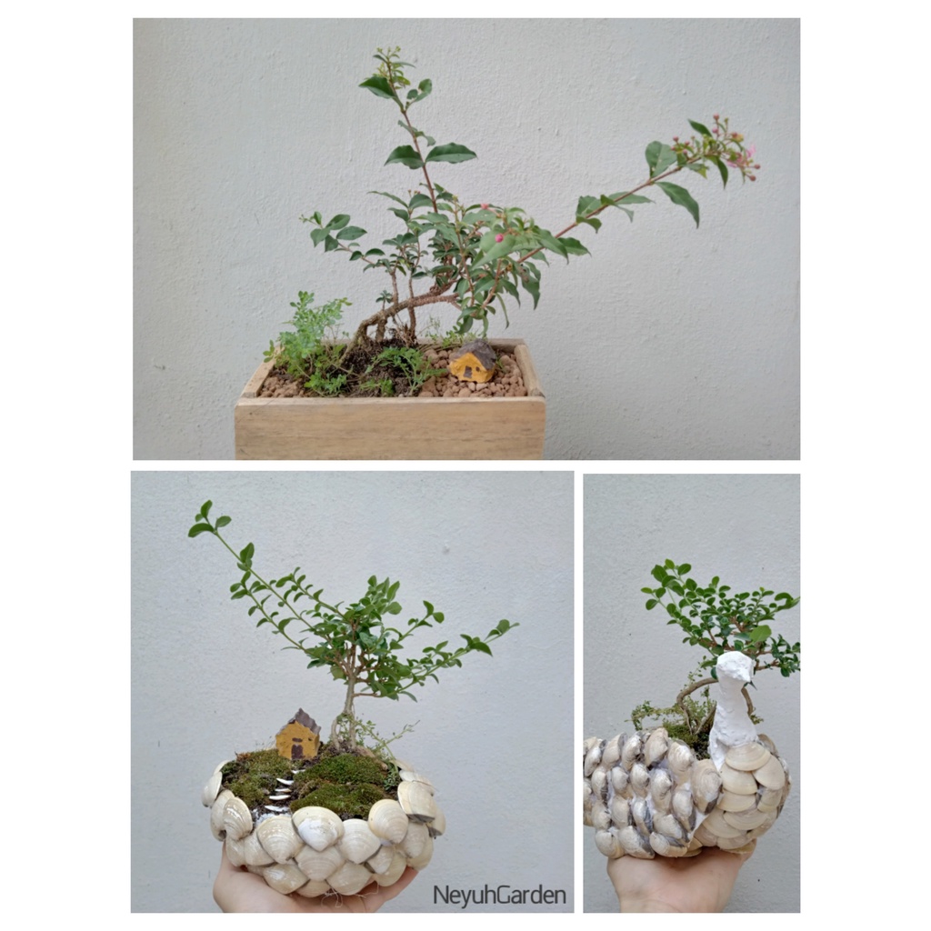 Cây cảnh bonsai mini để bàn, terrarium [Linh Sam và Sam Hương] - NeyuhGarden