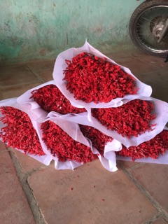 Hoa sao nhuộm màu