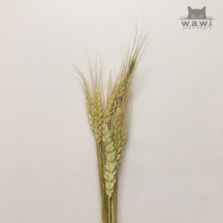 [WAWI] 10 cành (tặng 1) bông lúa mạch khô chụp decor