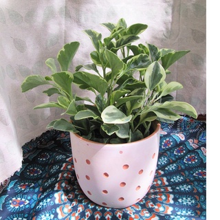 Cây trường sinh cẩm thạch - Để bàn làm việc- Cao khoảng 30cm to khỏe nhiều nhánh