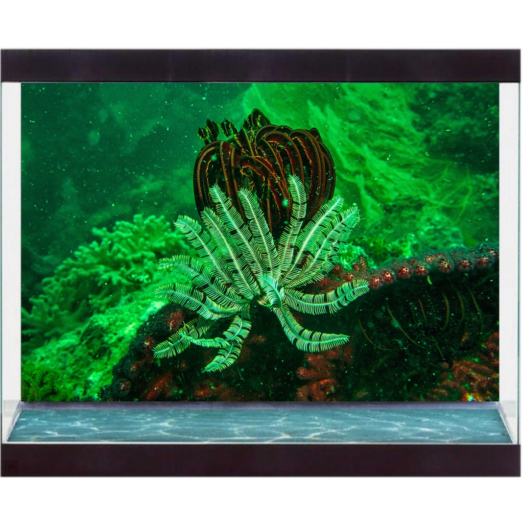 Decal Có Sẵn Keo Trang Trí Hồ Cá  - Kích Thước Lớn - Decal Sài Gòn