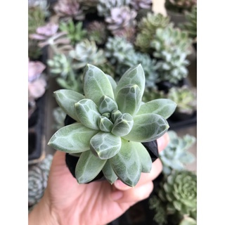Sen đá Kim cương size bầu