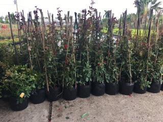 Hồng leo cổ hải phòng, nguyên chậu