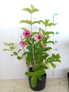 Cây quỳnh anh tím