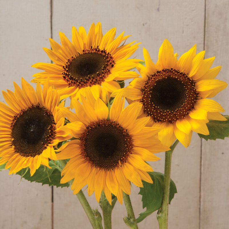Combo 50 hạt Hoa Hướng Dương Holiday Sunflower cắt cành form to đẹp chuẩn màu hạt giống Johnny Seeds