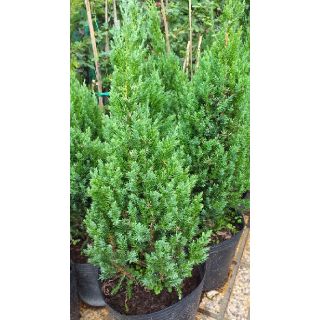 Chậu cây sơn tùng