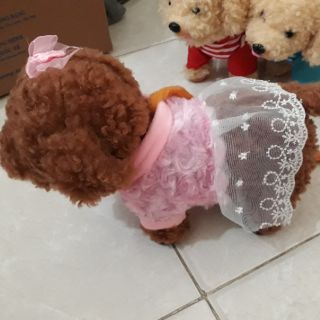 Chó bông biết đi, biết hát, biết lắc mông
