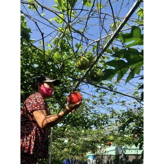 Cốt Gấc Chanh Dây Đường Mía Thô